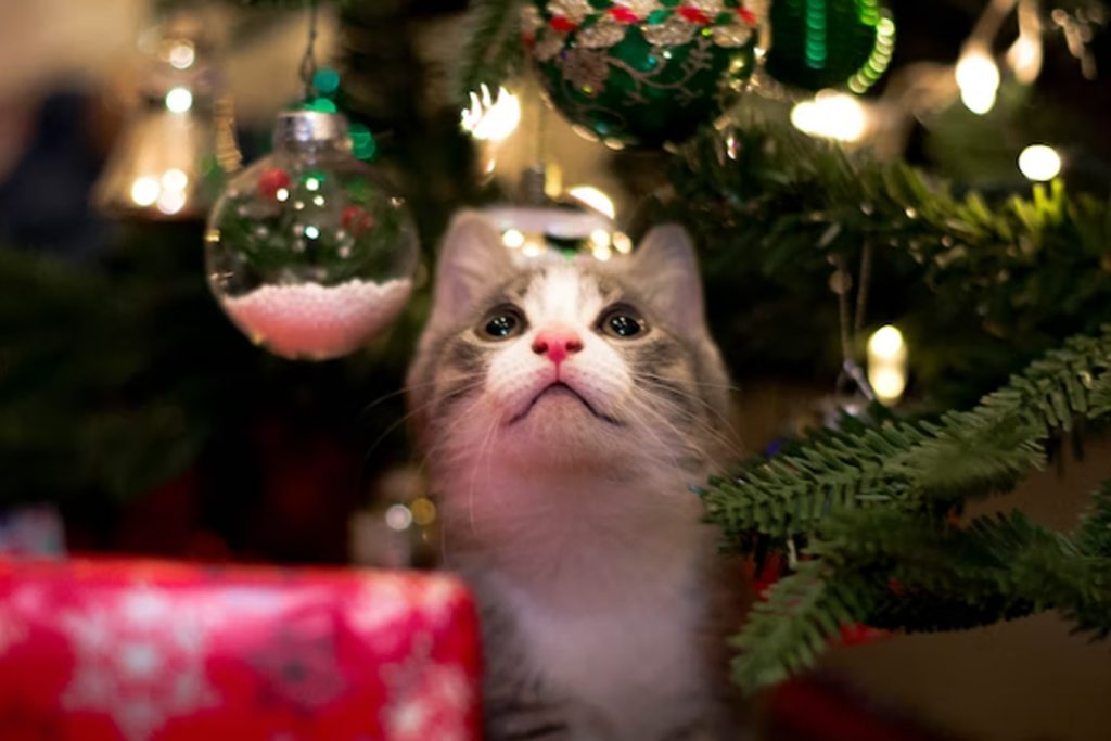 a cat infront of christmas tree