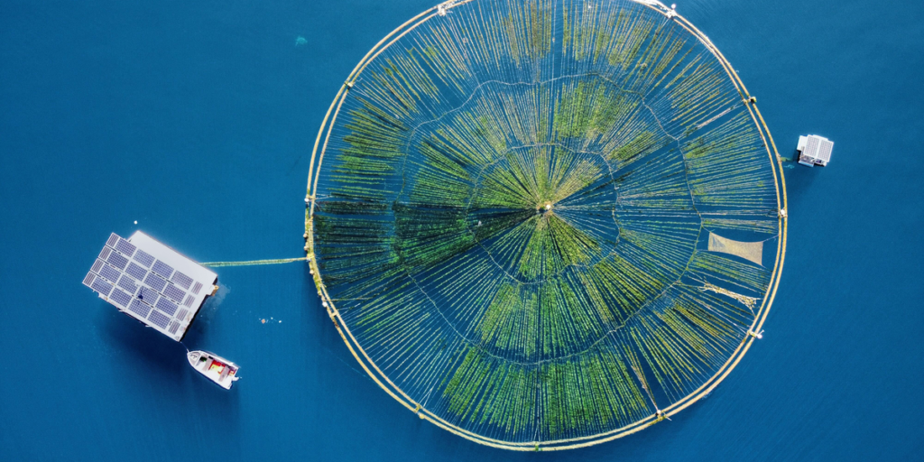 An Aeriel Photograph Shows A Ring Of Tubing Floating In Blue Water With Green Lines Radiating From The Rings Center Point The.png