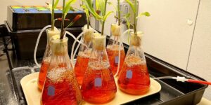 Plants In Beakers On A Tray Sitting In A Black Box.jpg